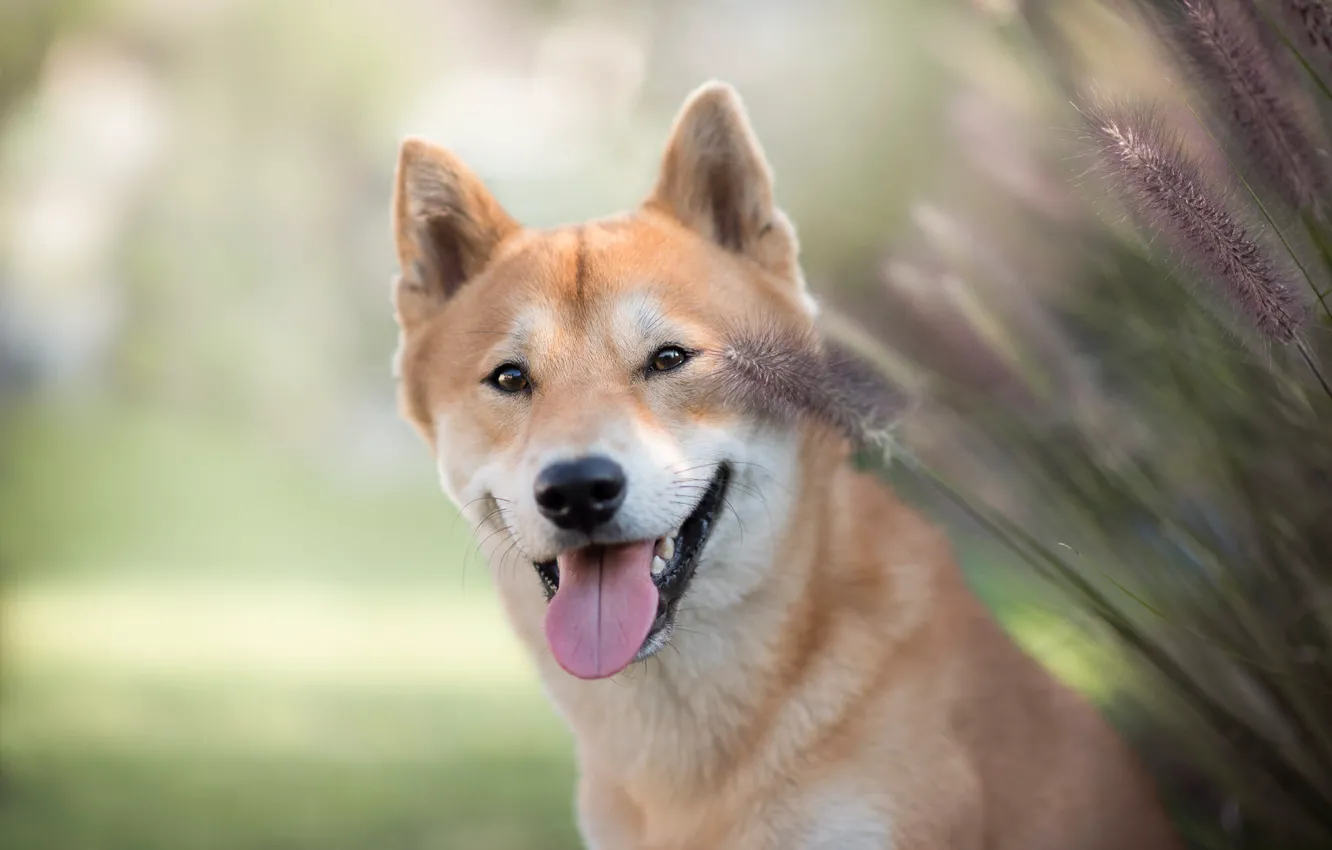 Photo wallpaper look, face, smile, background, stems, portrait, dog, spikelets