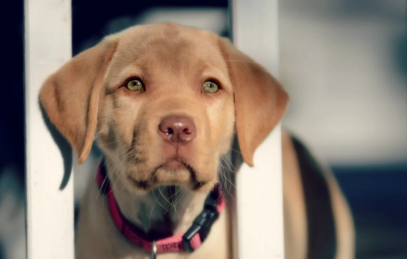 Photo wallpaper look, face, animal, dog, collar