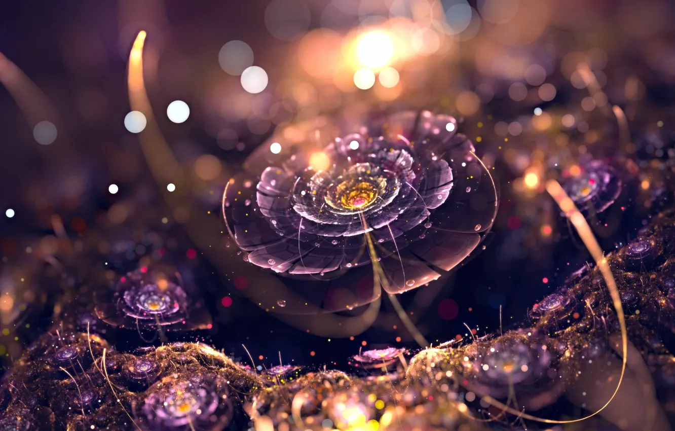 Photo wallpaper flower, sunset, drops