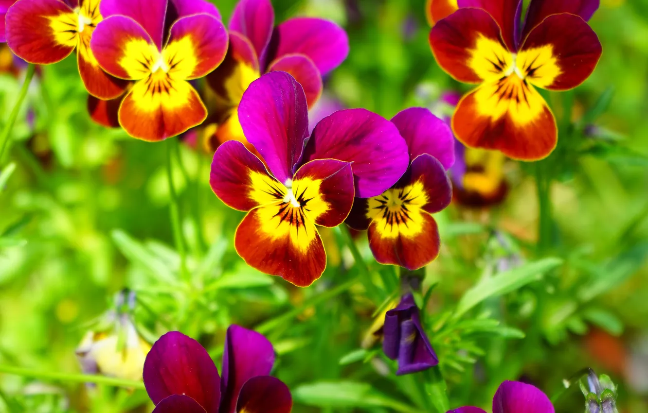 Photo wallpaper greens, light, flowers, red, bright, positive, spring, pink