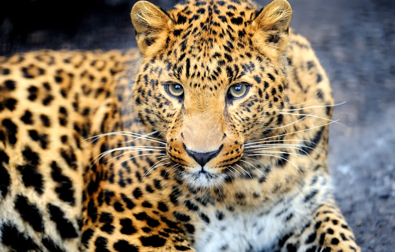 Photo wallpaper look, face, animal, predator, leopard, color