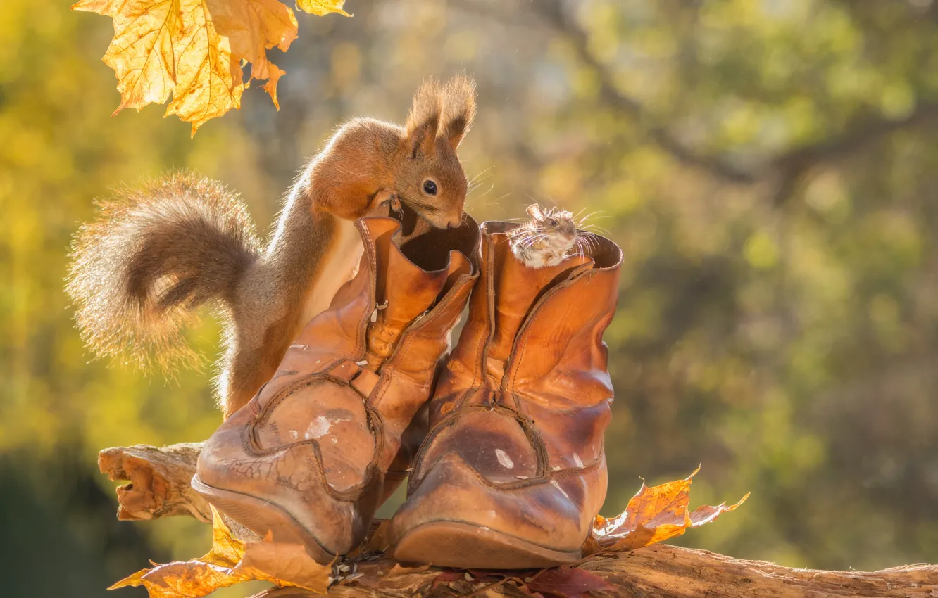 Photo wallpaper autumn, animals, leaves, shoes, mouse, protein, rodents