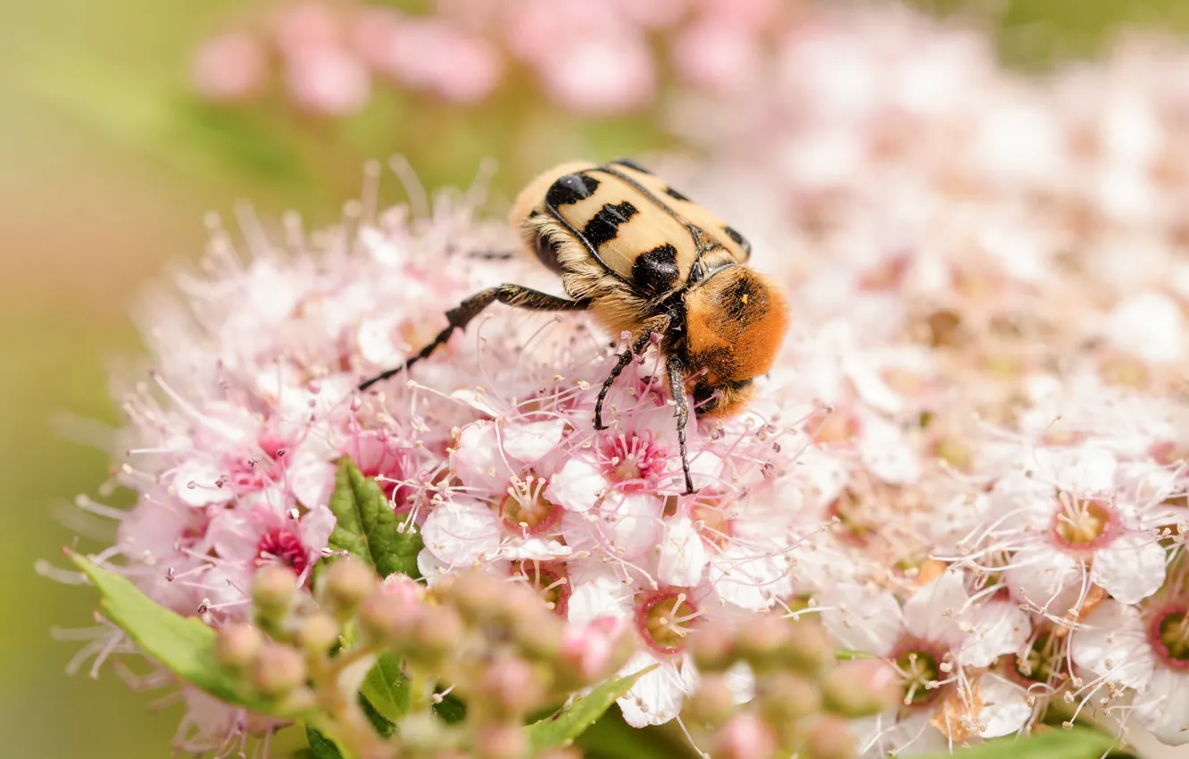 Photo wallpaper macro, flowers, beetle, spring, flowering, Spiraea