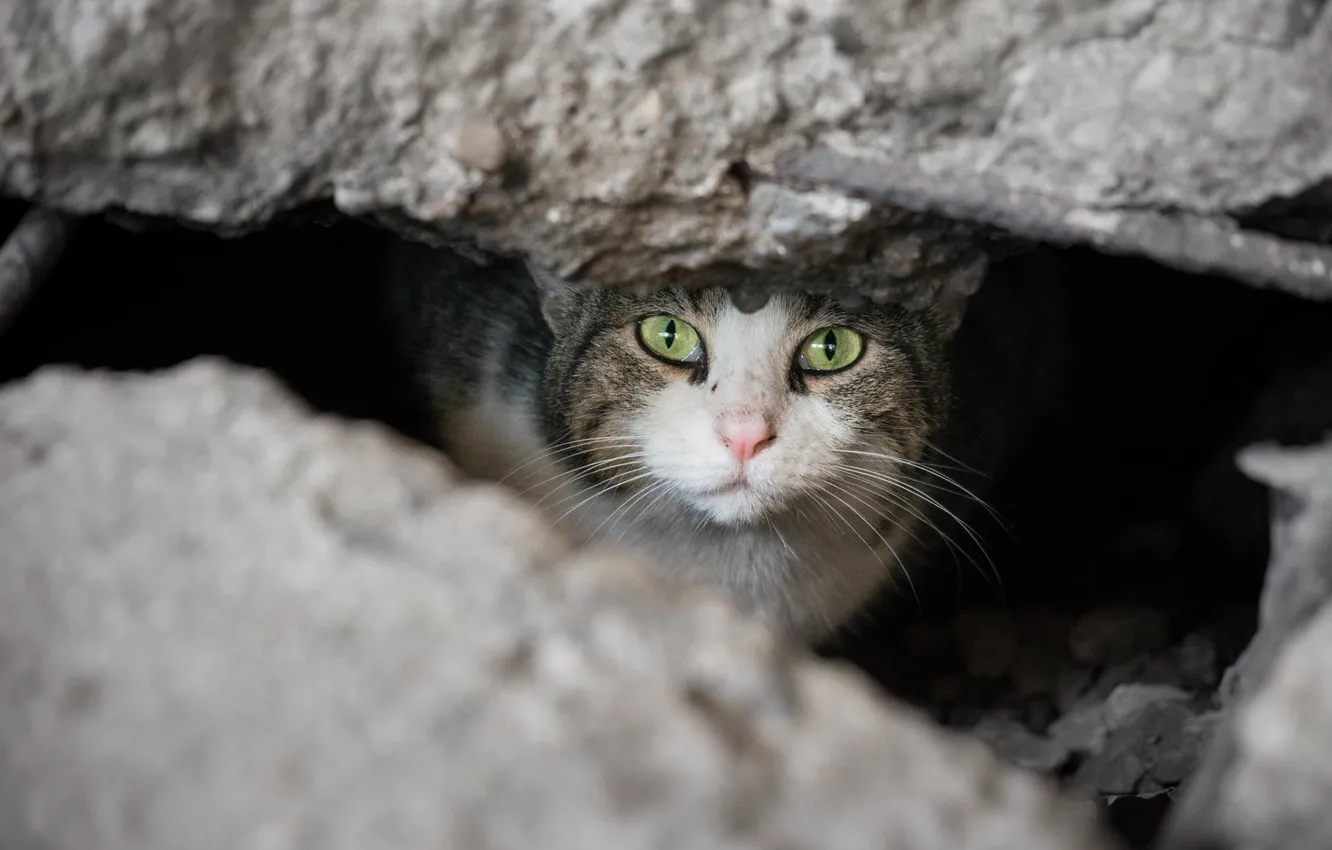 Photo wallpaper eyes, cat, look, Koshak, the gap