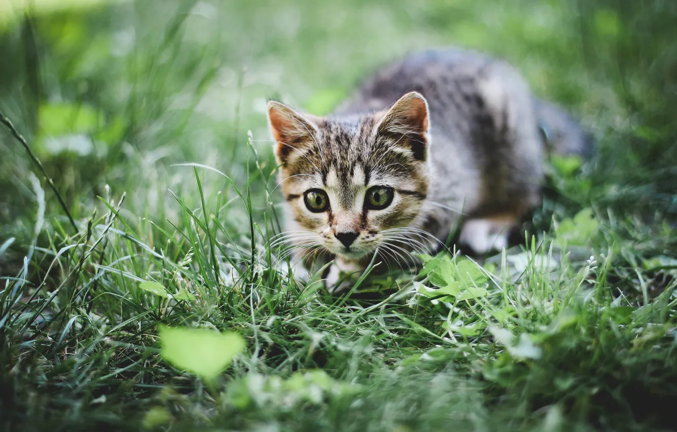 Photo wallpaper greens, grass, kitty