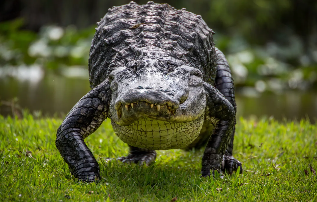 Photo wallpaper grass, nature, crocodile, reptile