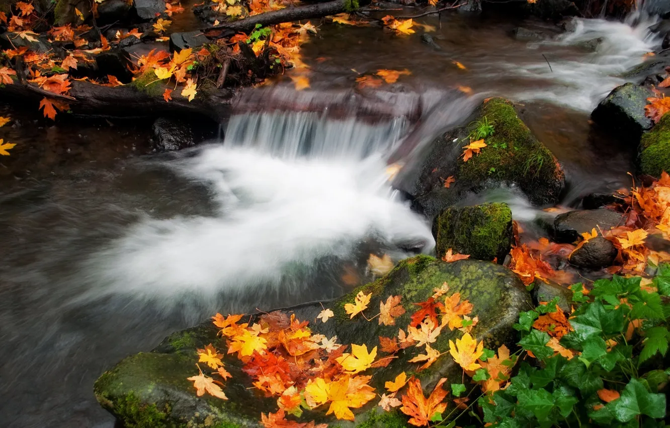 Photo wallpaper autumn, water, nature, foliage, stream