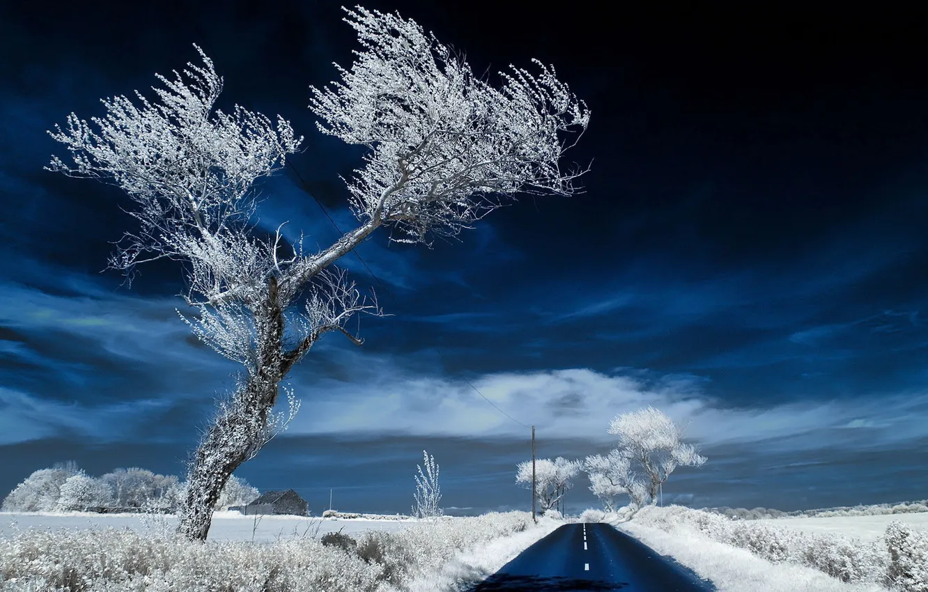 Photo wallpaper road, tree, infrared, ultraviolet