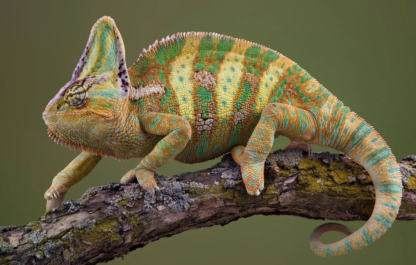 Photo wallpaper lizard, reptile, Chameleon