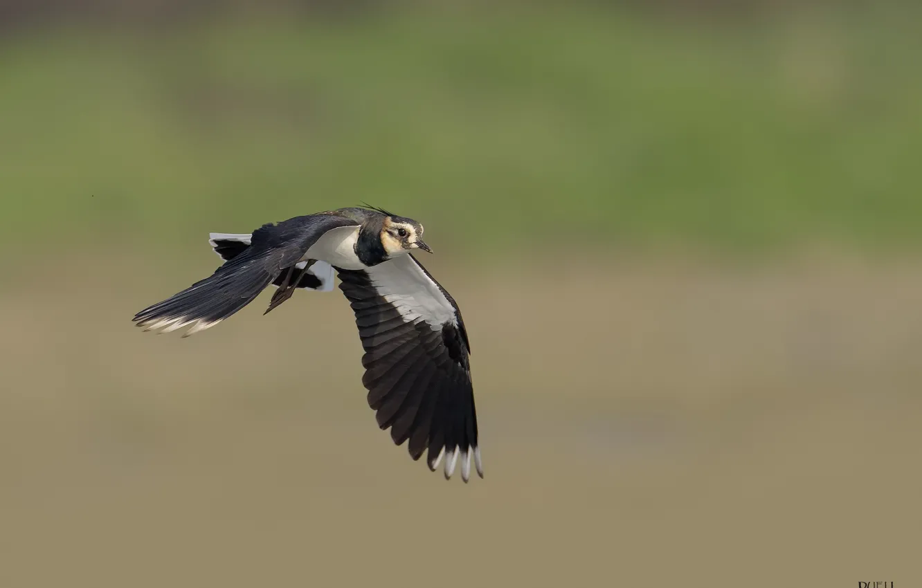 Photo wallpaper nature, background, bird, Flies, DUELL ©