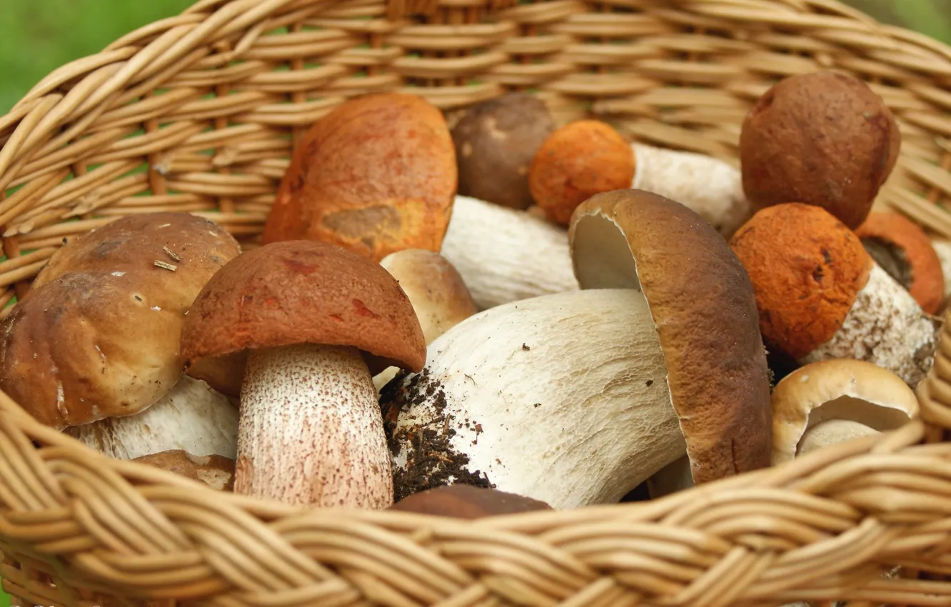 Photo wallpaper basket, mushrooms, Borovik