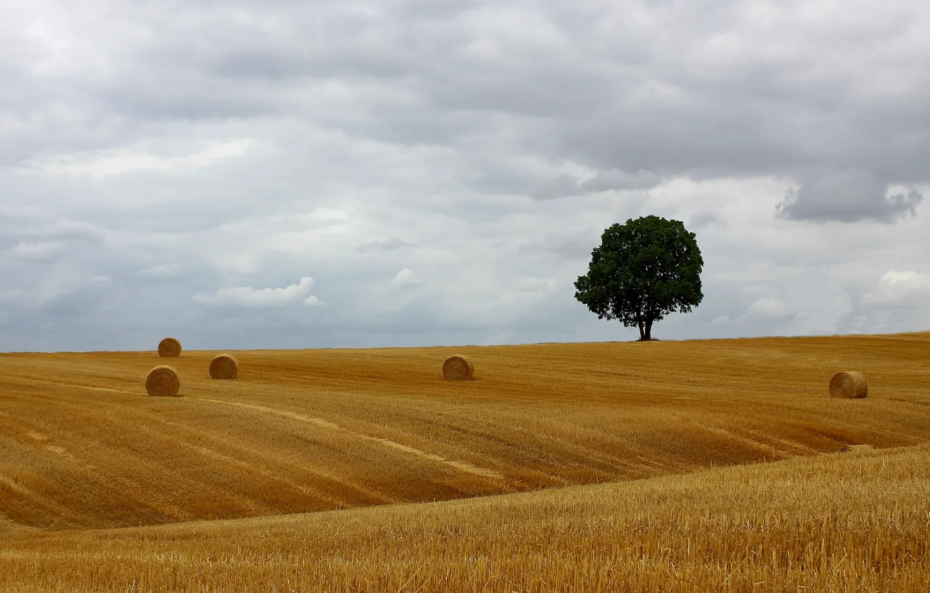 Photo wallpaper tree, countryside, hay, bales, farmland
