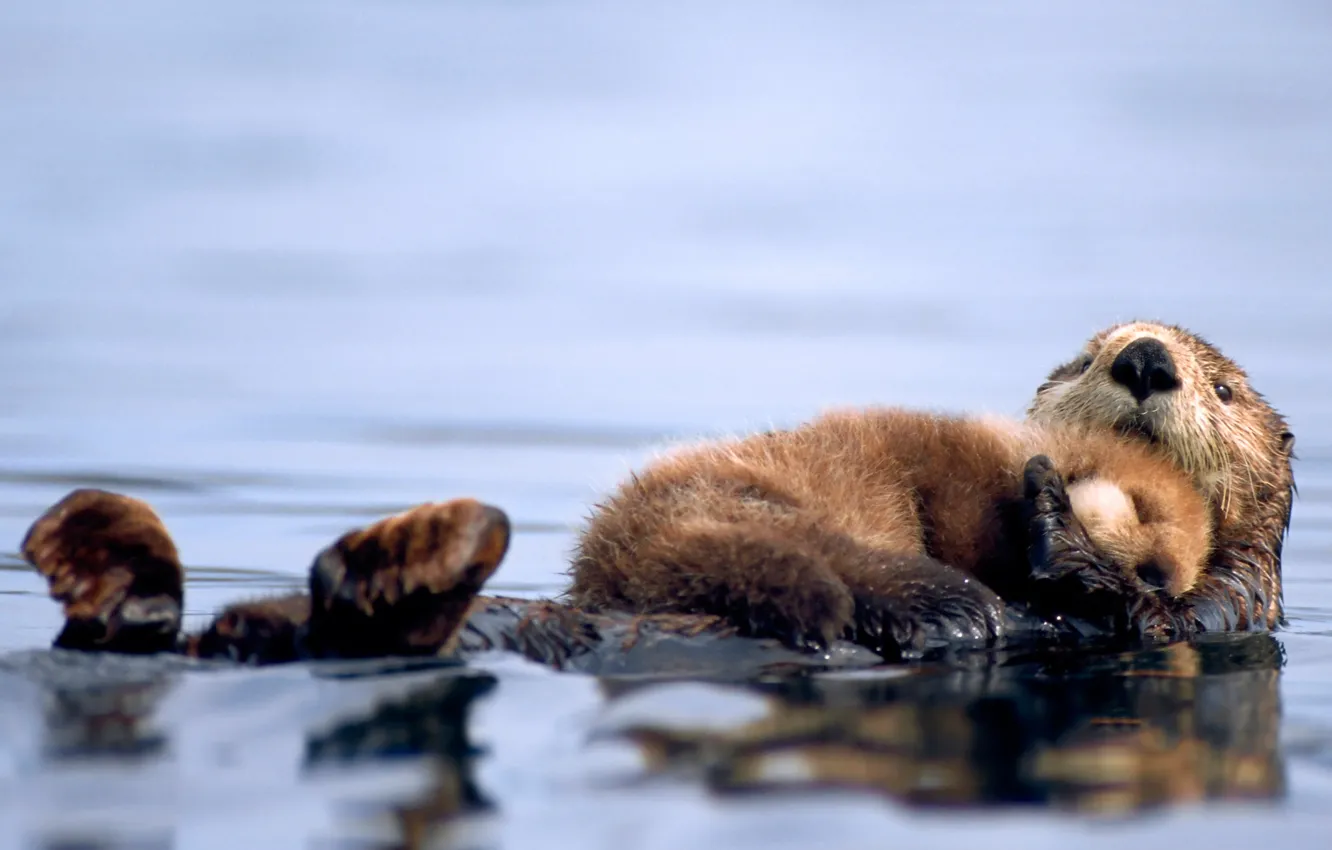 Photo wallpaper water, sleeping, cub, Kalan