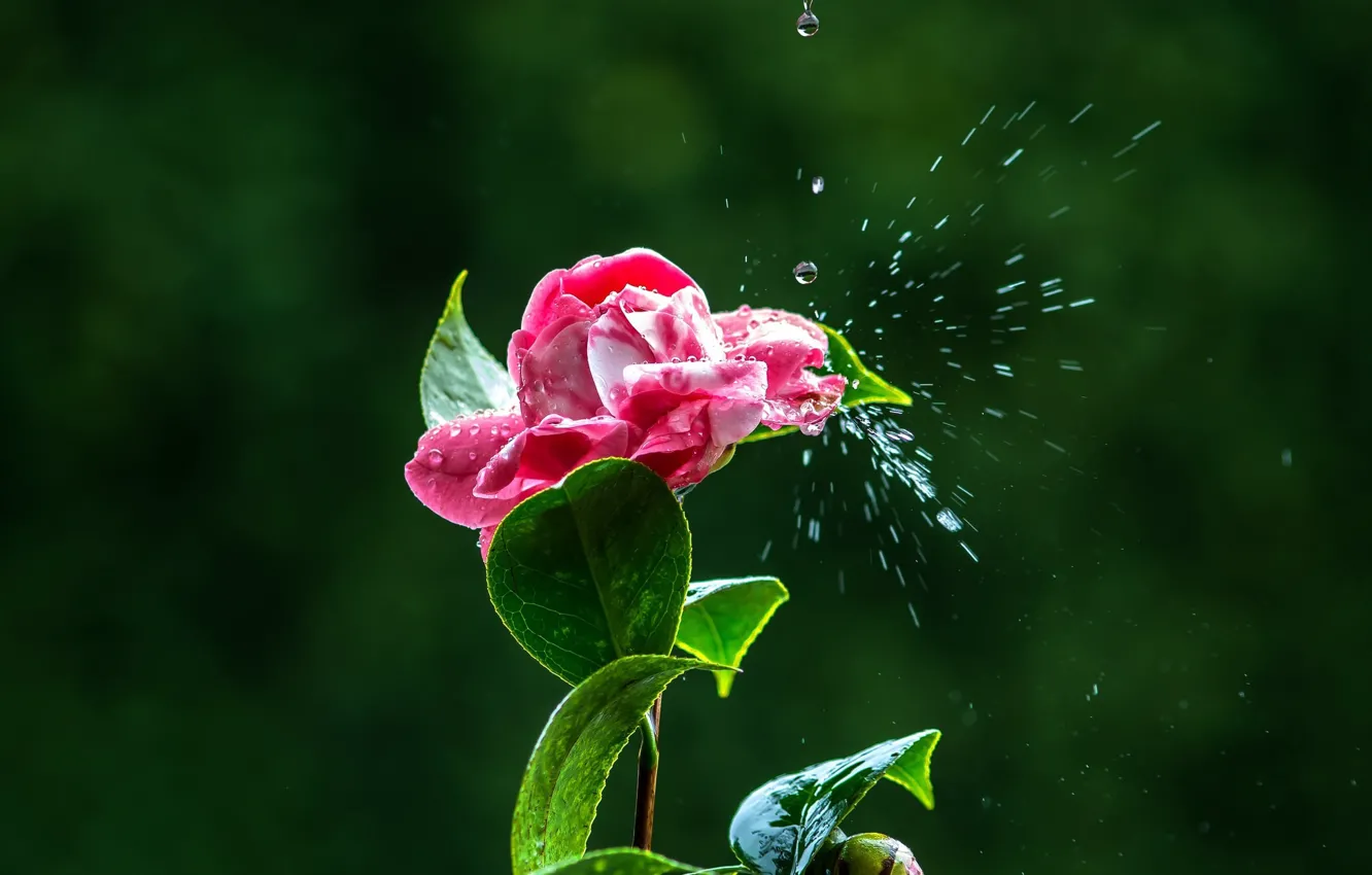 Photo wallpaper drops, squirt, Camellia