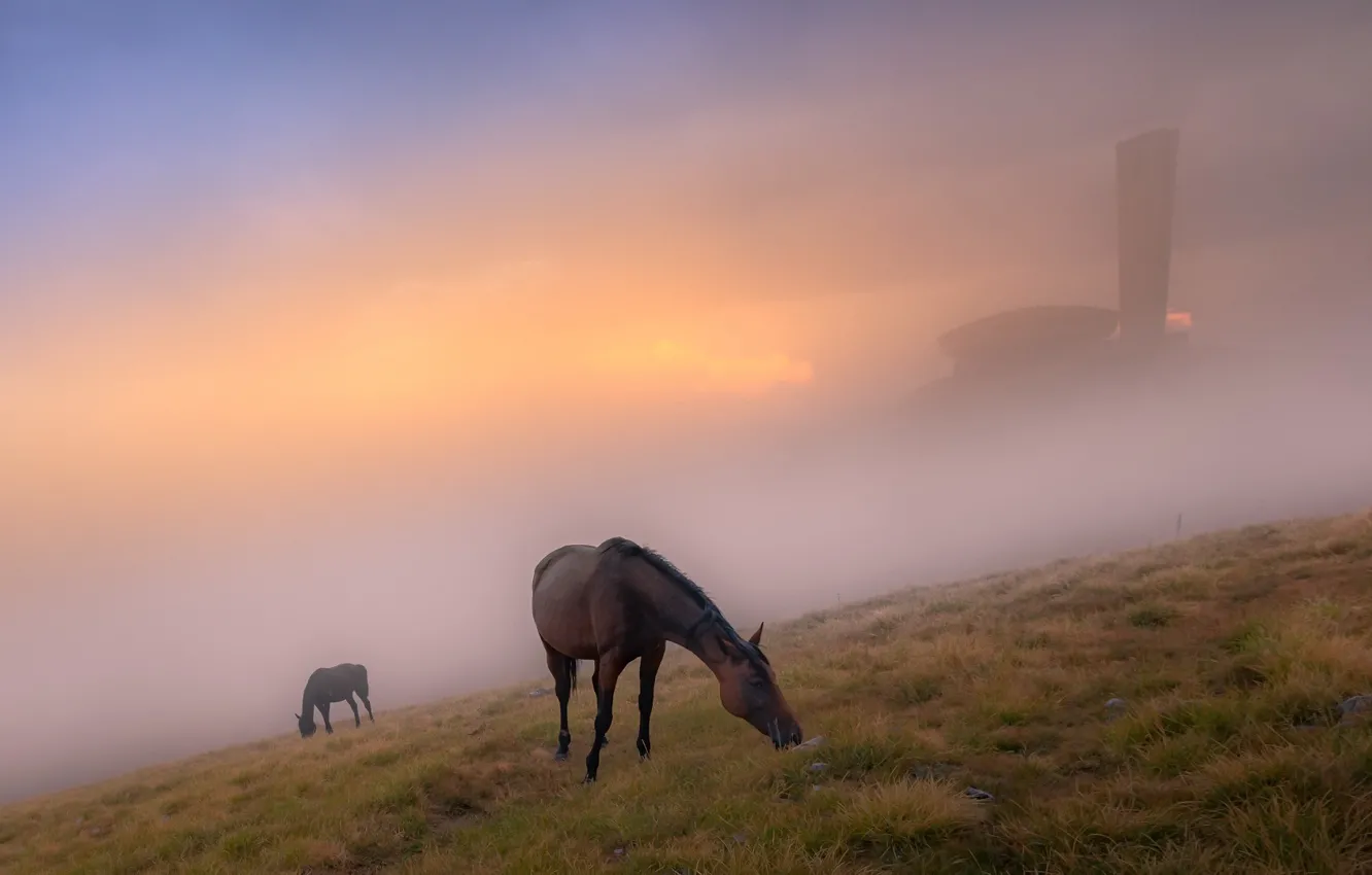Photo wallpaper fog, horse, morning