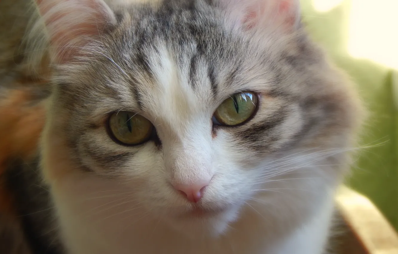 Photo wallpaper cat, white, girl, the sun, spring, wool