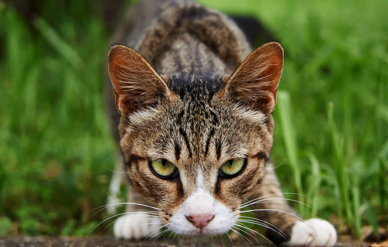 Photo wallpaper cat, grass, eyes, cat, look, face, nature, pose