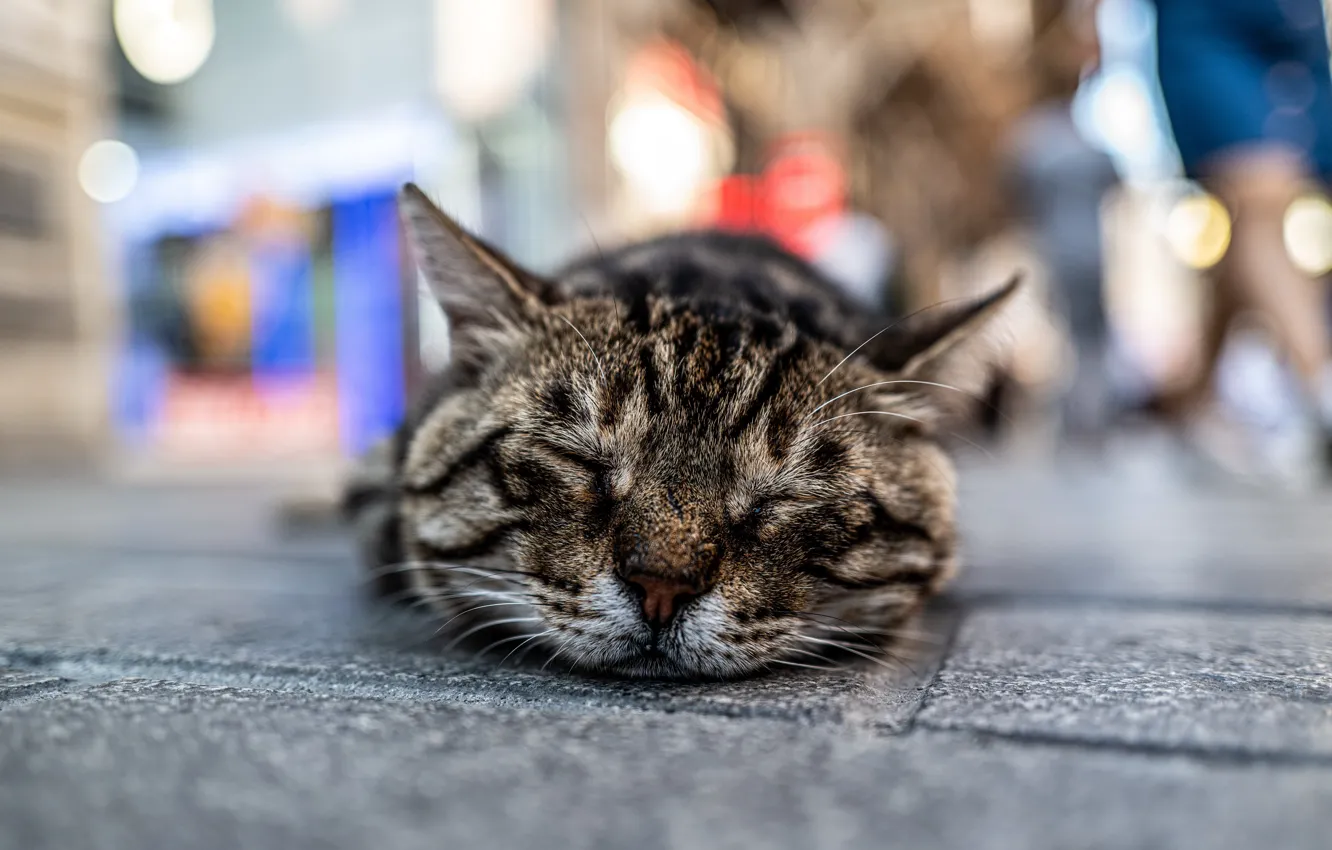 Photo wallpaper cat, the city, street