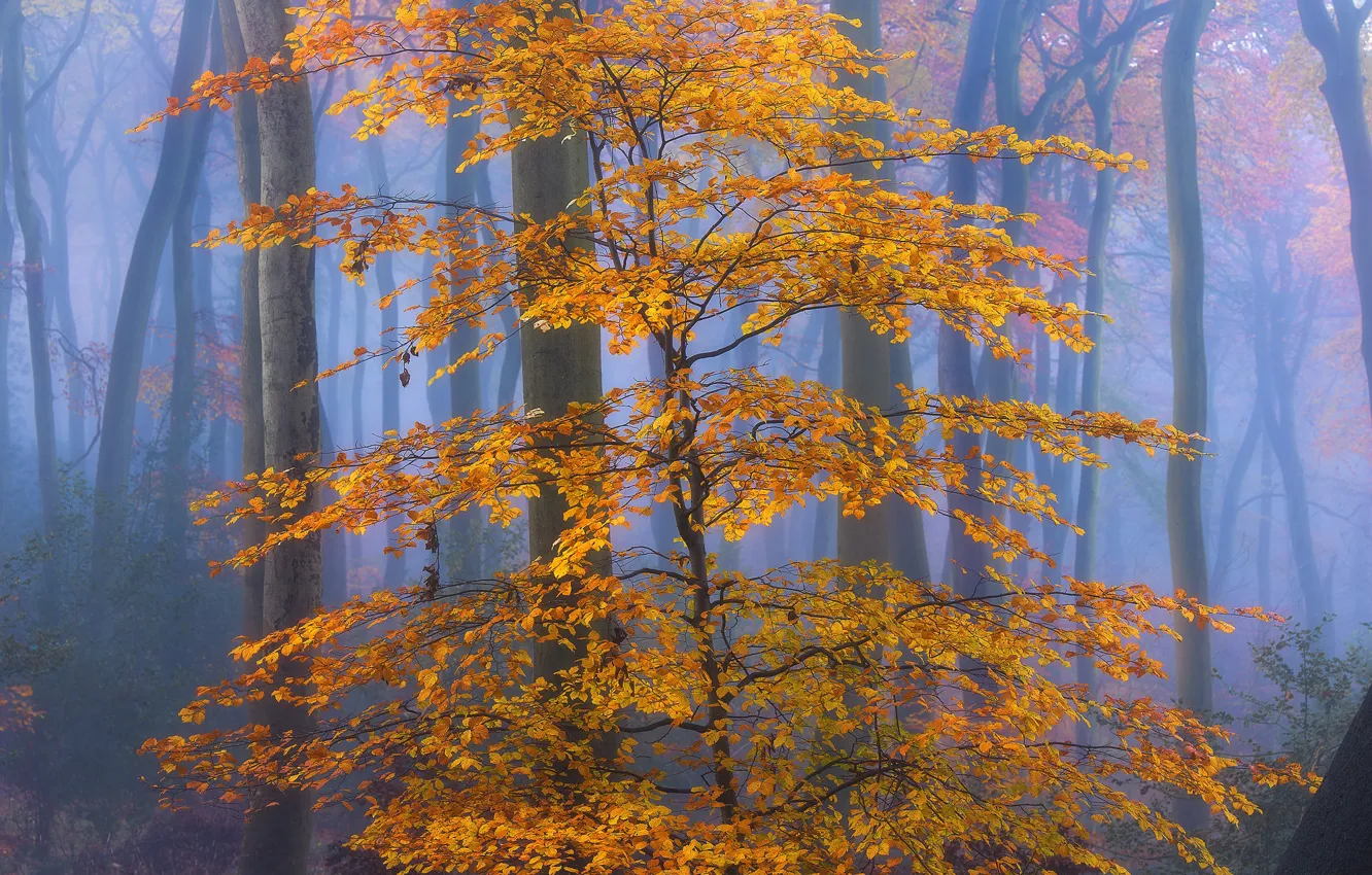 Photo wallpaper autumn, forest, leaves, fog, yellow, autumn