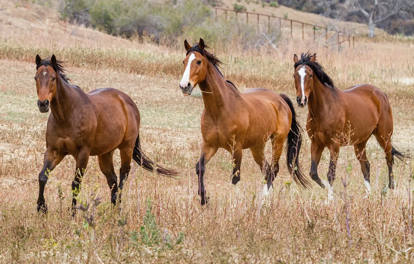 Photo wallpaper horses, horse, dry grass