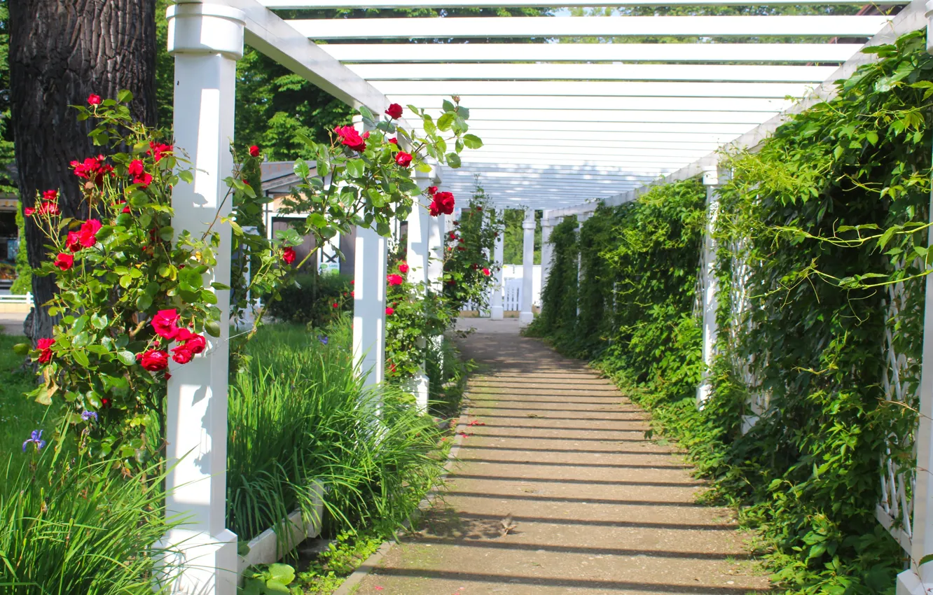 Photo wallpaper park, garden, alley, path