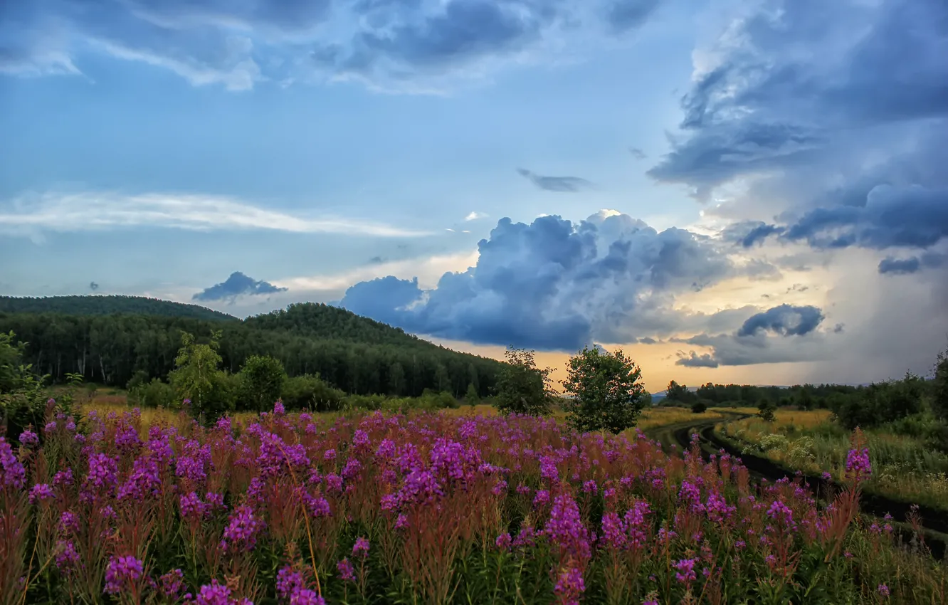 Photo wallpaper road, field, the sky, clouds, landscape, nature, hill, Ivan-tea