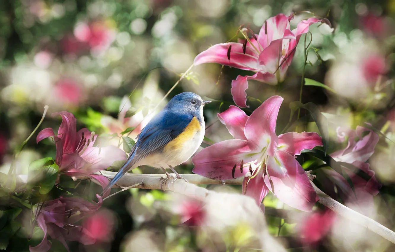 Photo wallpaper flowers, branches, nature, collage, bird, Lily, bokeh, blue tail