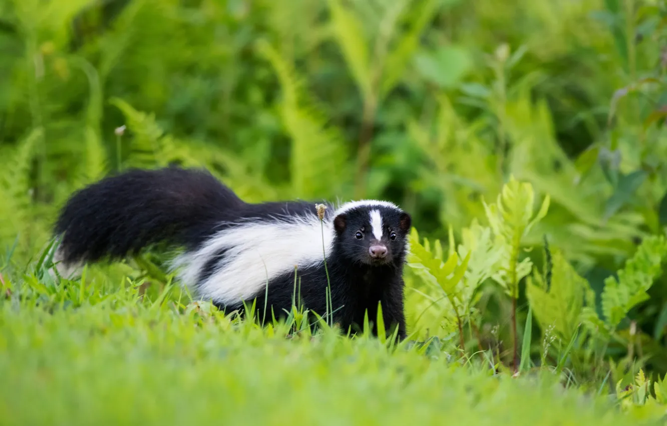 Photo wallpaper greens, grass, baby, tail, cub, fern, skunk, bokeh