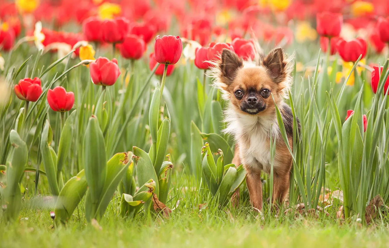 Photo wallpaper nature, dog, tulips