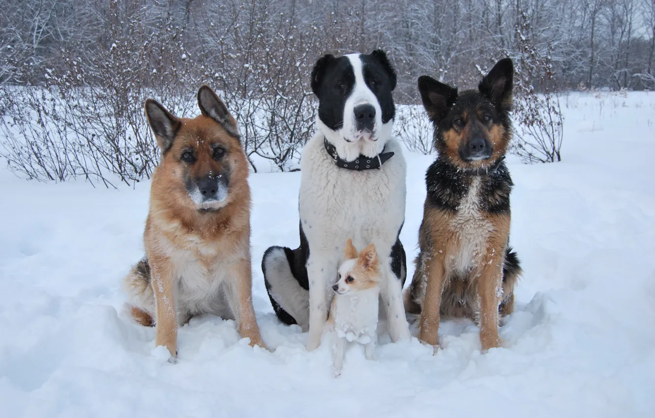 Photo wallpaper winter, dogs, snow, friends, Chihuahua, shepherd, Alabai