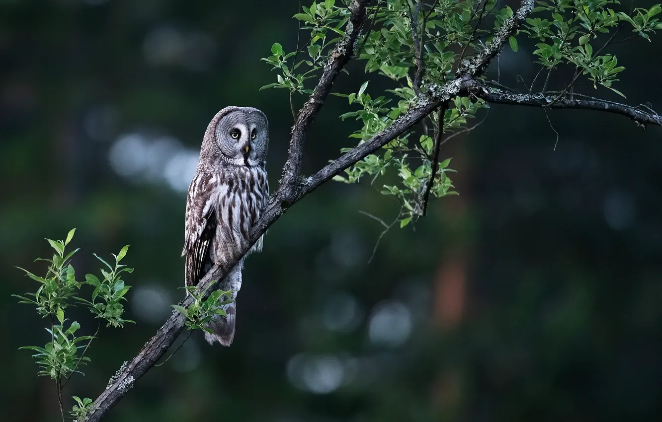 Photo wallpaper trees, branches, nature, owl, bird, foliage, bokeh, owl