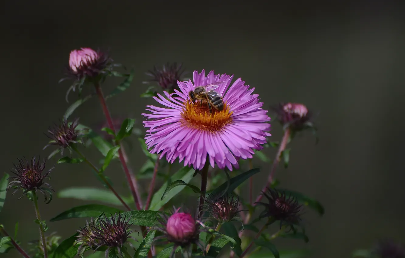 Photo wallpaper autumn, flowers, bee, background