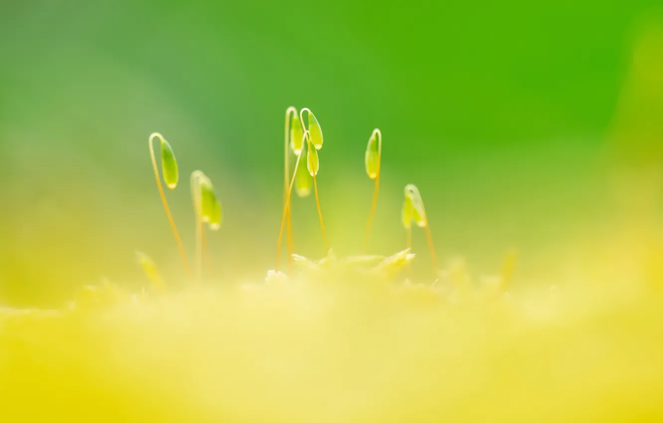 Photo wallpaper flowers, nature, spring