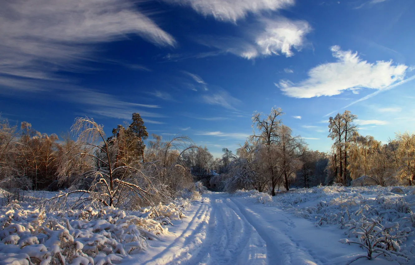 Photo wallpaper winter, forest, snow