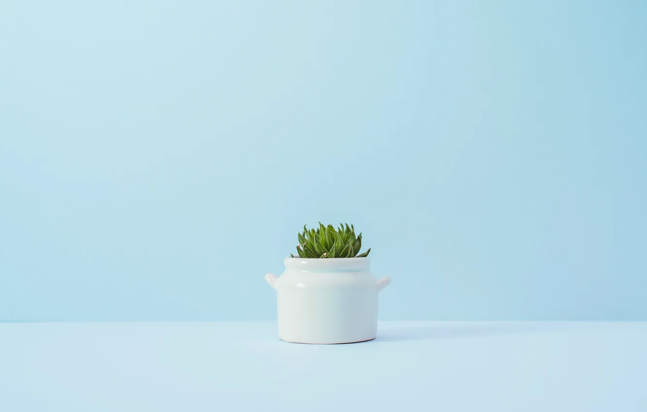 Photo wallpaper flower, background, blue, plant, a flowerpot
