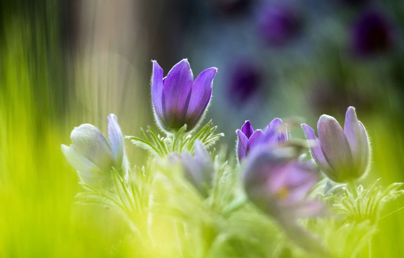 Photo wallpaper purple, flowers, nature, glade, buds, green background, bokeh, forest
