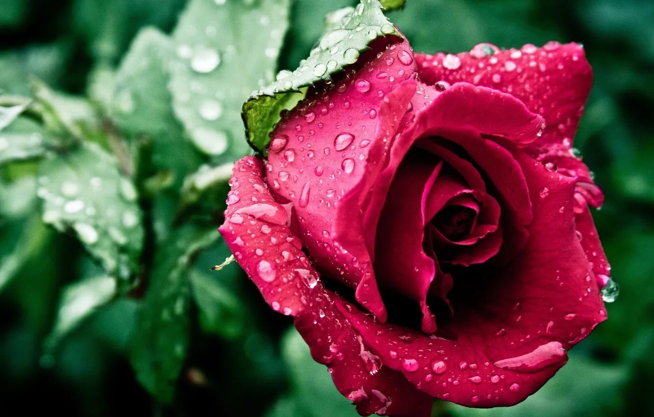 Photo wallpaper leaves, drops, flowers, Rosa, roses