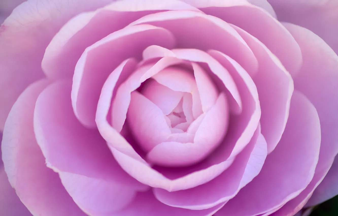 Photo wallpaper flowers, petals, pink, Camellia