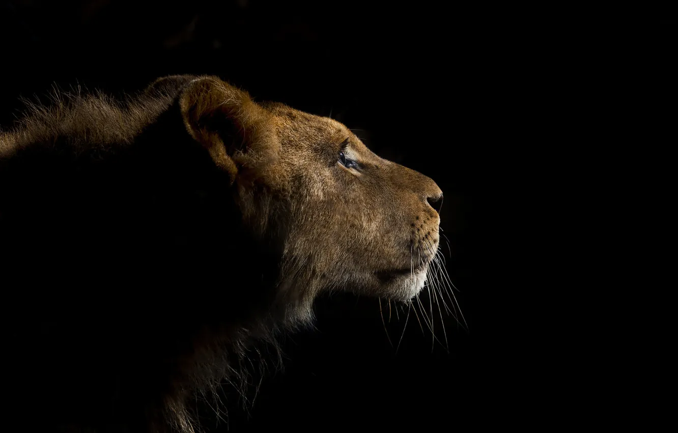 Photo wallpaper nature, background, Leo