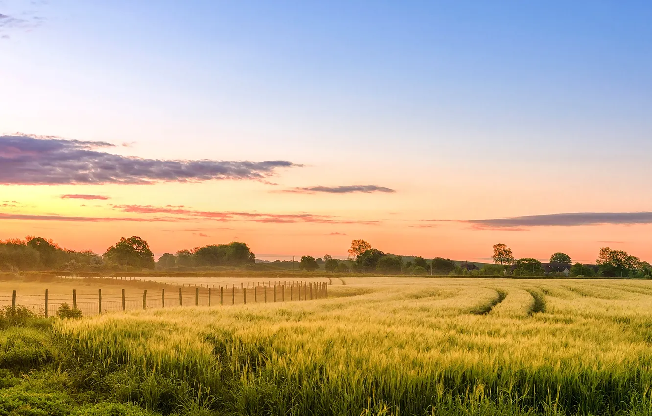 Photo wallpaper field, the sky, clouds, trees, fog, haze