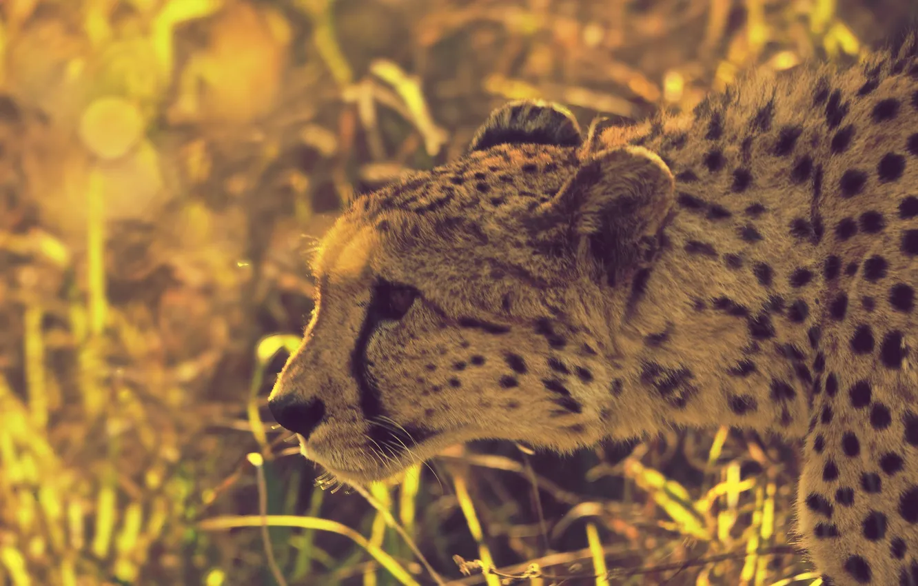 Photo wallpaper grass, glare, Cheetah, hunting, South African
