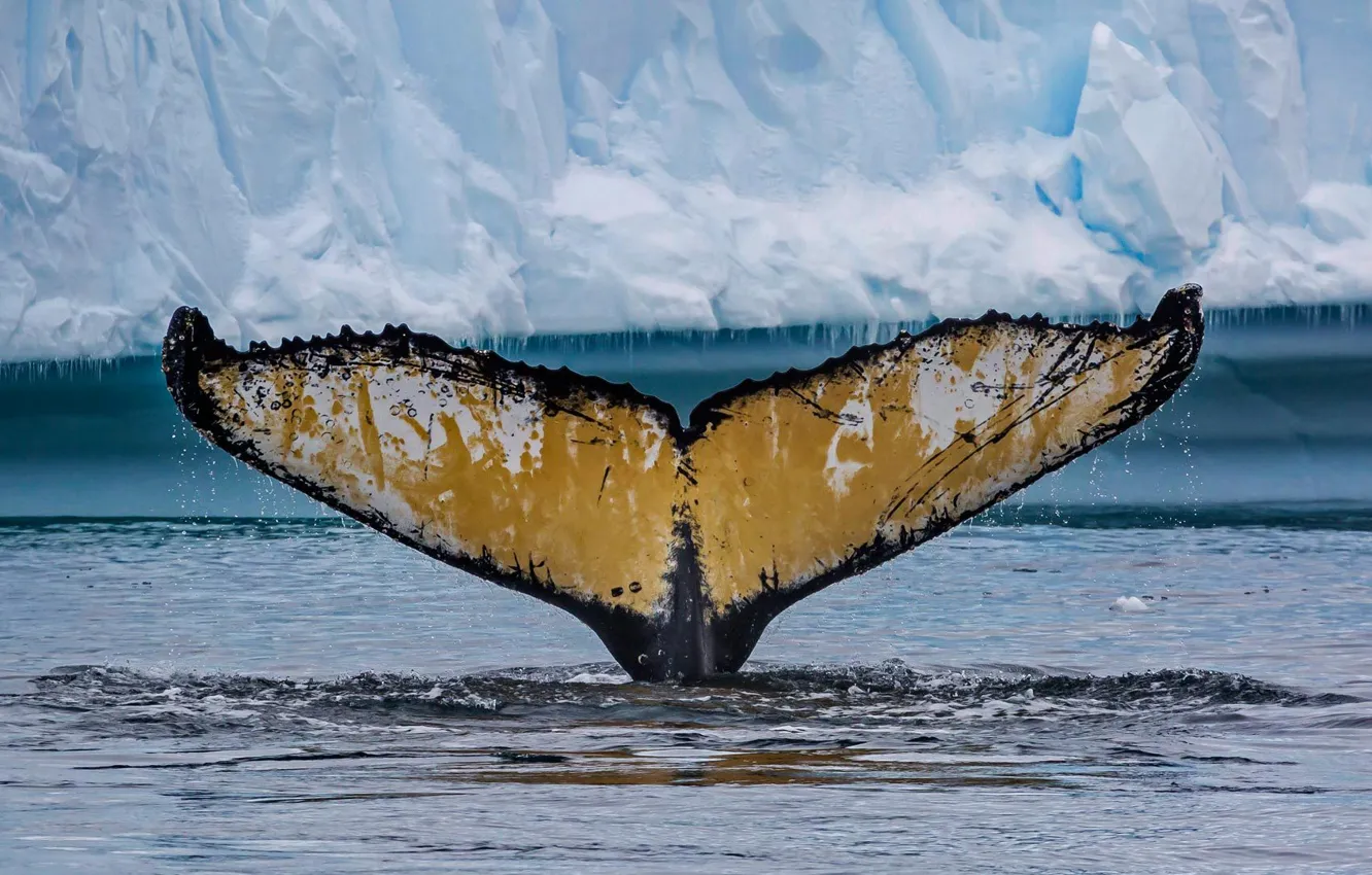 Photo wallpaper tail, Antarctica, humpback whale, Cierva Cove