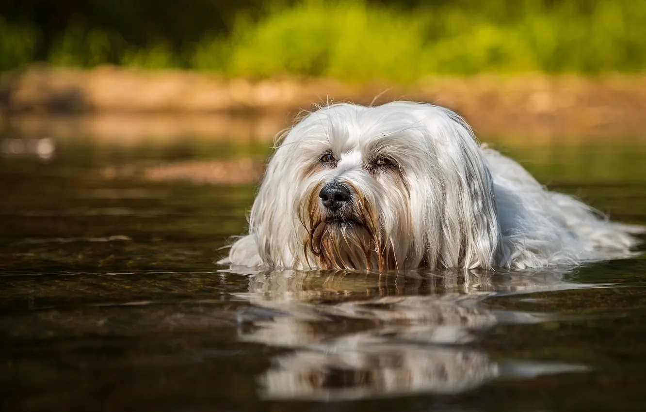 Photo wallpaper water, swim, dog, The Havanese