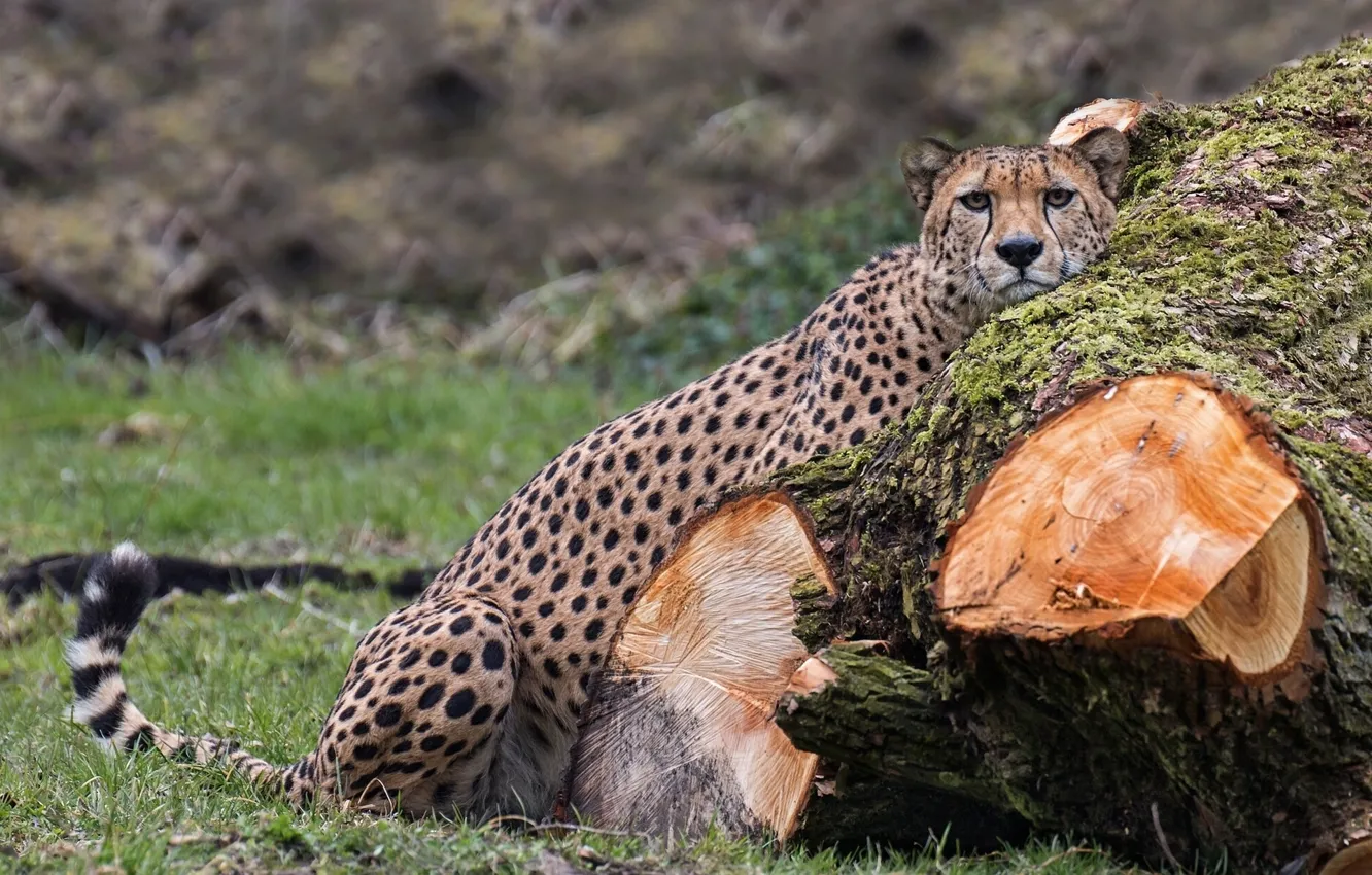 Photo wallpaper predator, Cheetah, log, wild cat