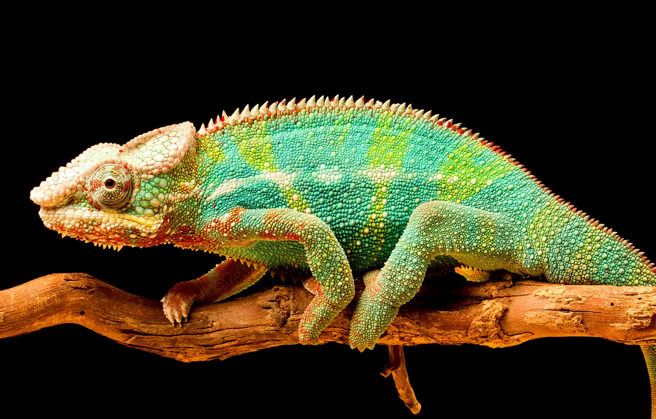 Photo wallpaper chameleon, color, branch, tail, reptile