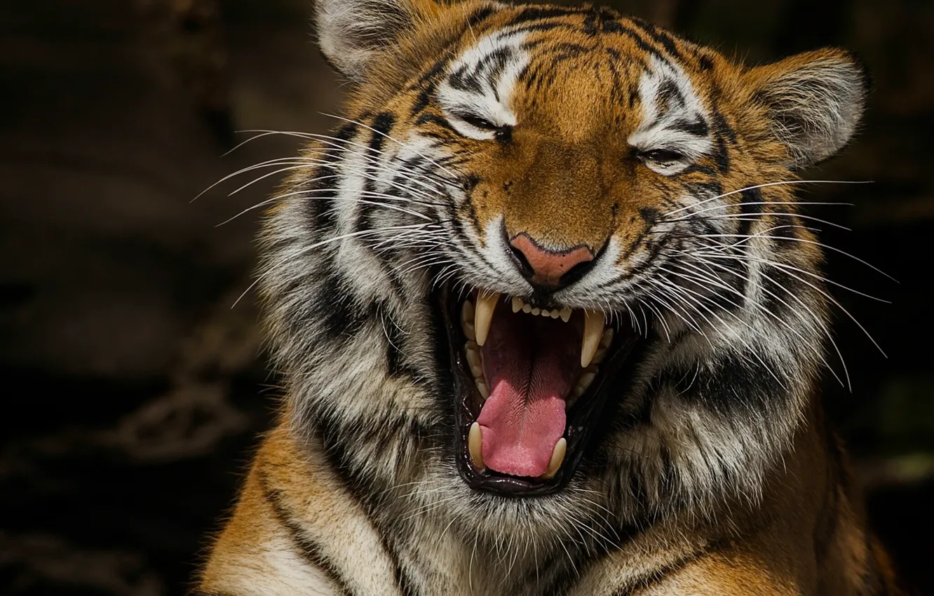 Photo wallpaper language, tiger, mood, portrait, laughter, mouth, fangs, laughing tiger