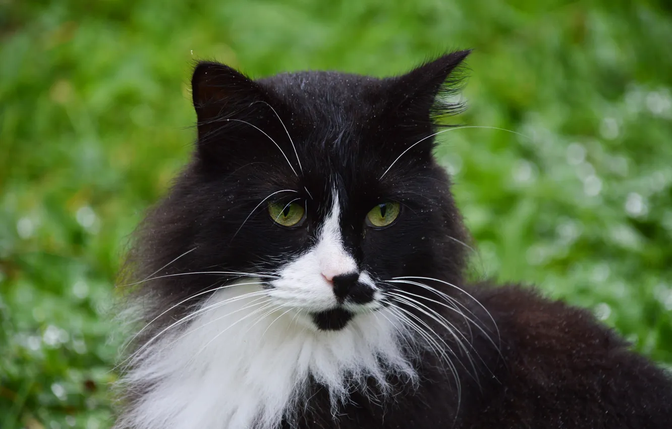 Photo wallpaper cat, cat, mustache, look, face, nature, black and white, portrait