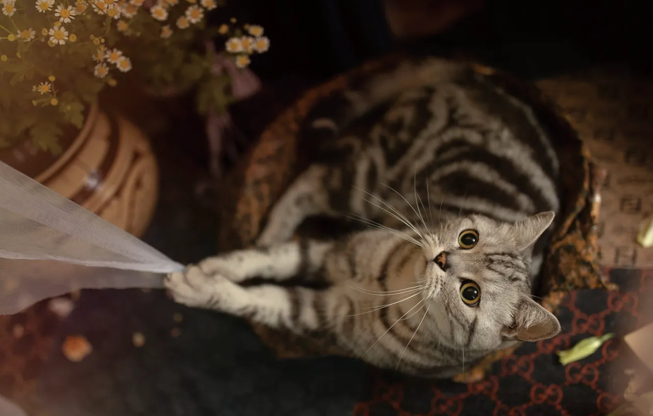 Photo wallpaper cat, cat, look, flowers, pose, chamomile, legs, fabric