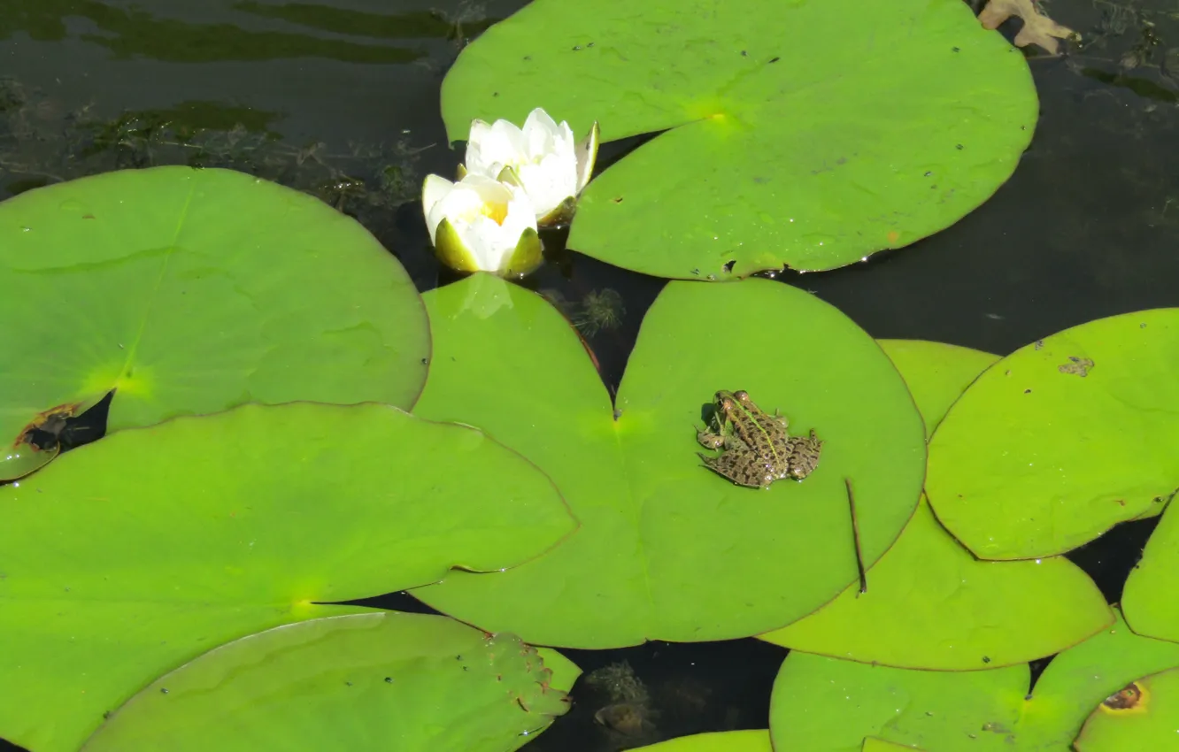 Photo wallpaper water, nature, sheet, green, frog, Lily, Lily