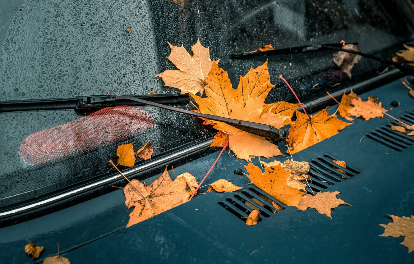 Photo wallpaper machine, glass, leaves, drops, yellow, the hood, car, falling leaves